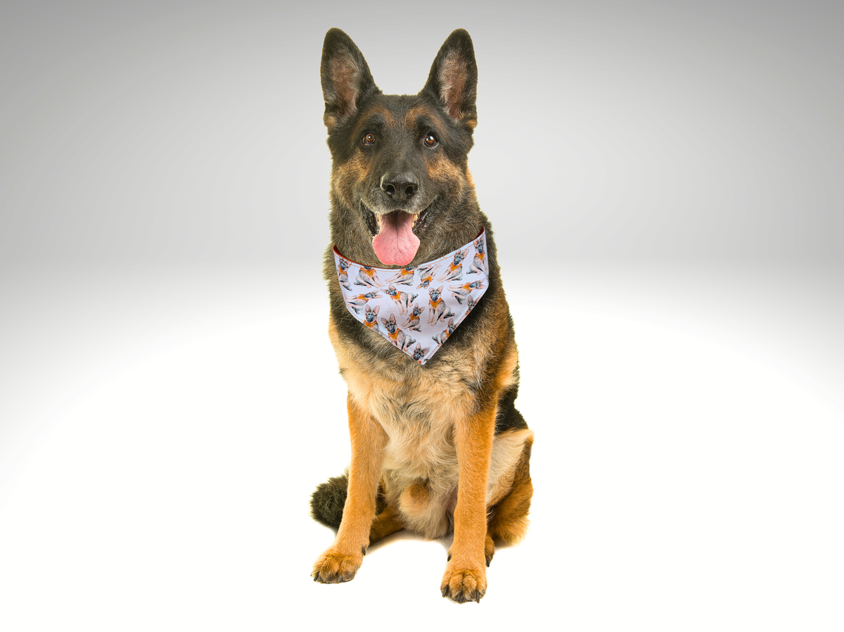 German Shepherd Pet Bandana, dog, cat, Alsatian